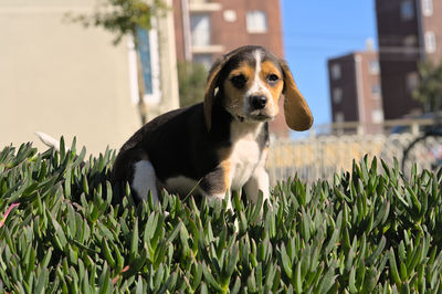 pet