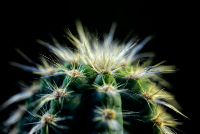 Close-up of dandelion against black background