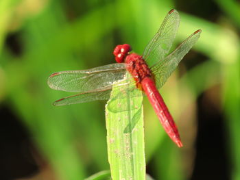 Close-up of insect on leaf