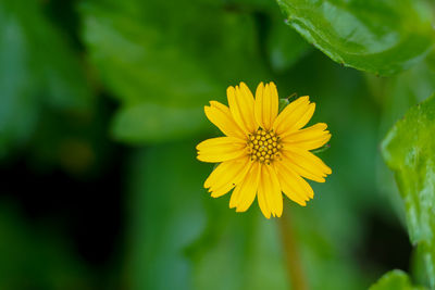 Close-up of yellow flowering plant