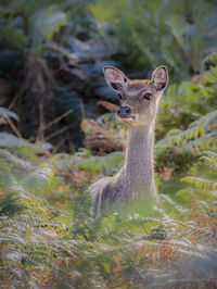 Portrait of an animal in forest