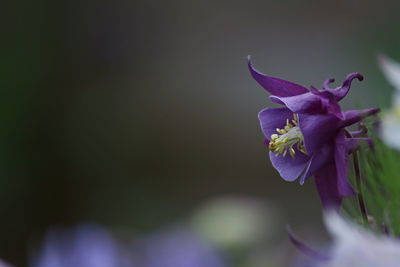 Close-up of purple flowering plant