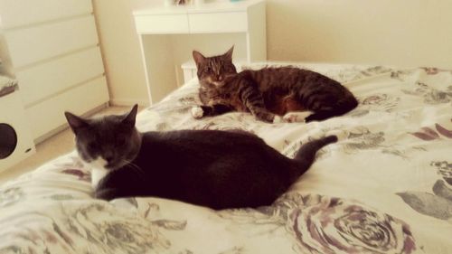 Close-up of cats resting
