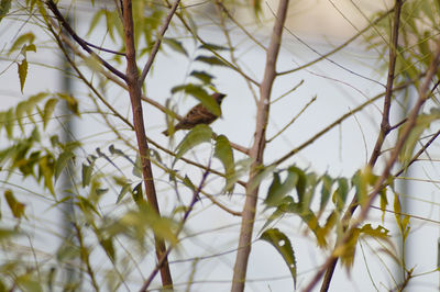 Close-up of plants on branch against sky