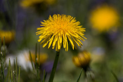 Close-up of yellow flowering plant on field