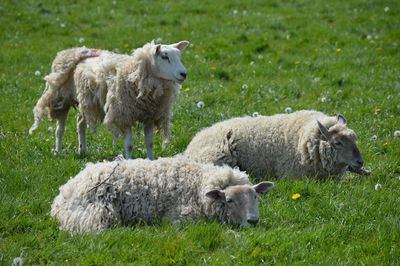 Sheep in a field