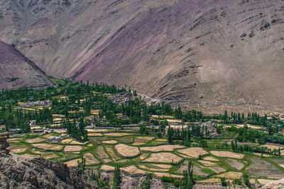 High angle view of trees