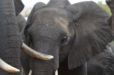 Close-up of elephant