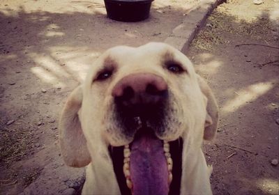 dog