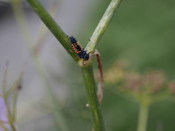 Close-up of insect on plant
