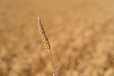 Golden ripe ears of wheat. wheat field. ears of golden wheat close up.