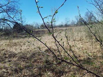 Bare trees on field against sky
