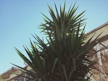 Low angle view of plants against clear sky