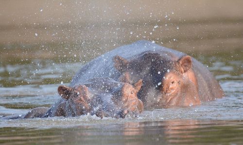 Hippopotamus splashing water in lake