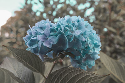 Close-up of white hydrangea