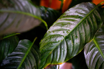Close-up of wet plant leaves during rainy season