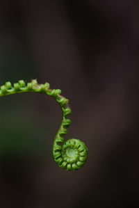 Close-up of green leaf on plant against black background