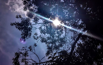 Low angle view of trees against sky