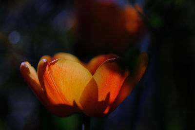 Close-up of orange flower