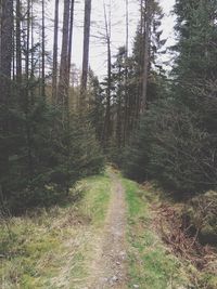 Trees in forest