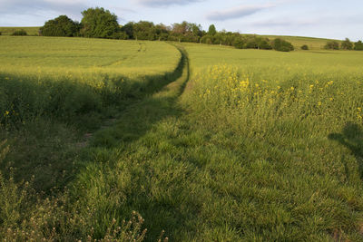 Scenic view of agricultural field against sky