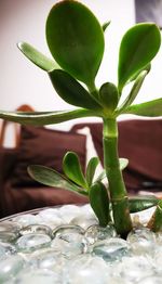 Close-up of succulent plant on table