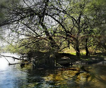 Scenic view of river amidst trees in forest