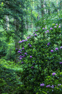 Fresh flowers in forest