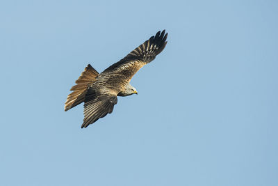 Low angle view of eagle flying in sky