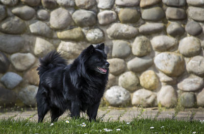 Black dog looking at camera