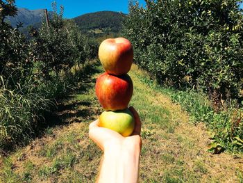 Plants growing on field
