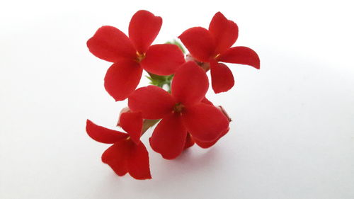 Close-up of red flowers over white background