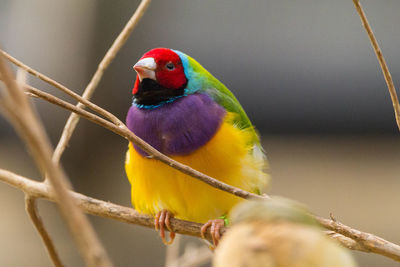 Close-up of parrot