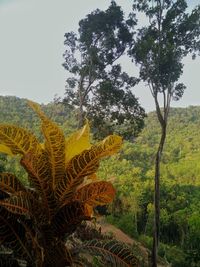 Scenic view of field against clear sky