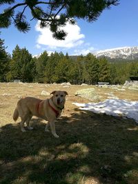 Dog on grass against sky