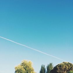 Low angle view of trees against blue sky