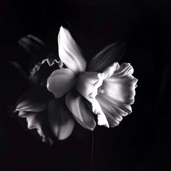 Close-up of white flower blooming against black background