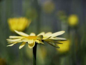 Close-up of yellow daisy flowering plant.
