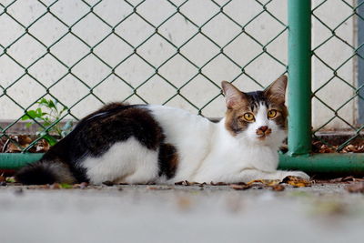 Portrait of a cat looking through metal fence