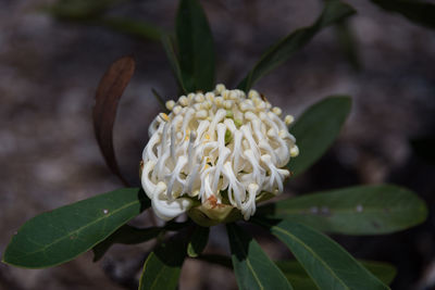 Close-up of white flowering plant