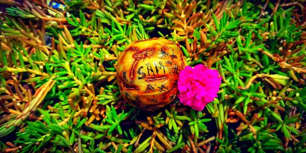 High angle view of flowering plants on field