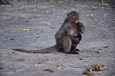 Macaque long tailed monkey, close-up genus macaca cercopithecinae, monkeys in thailand. asia.