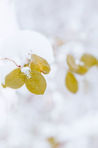 Close-up of frozen plant with yellow leaves