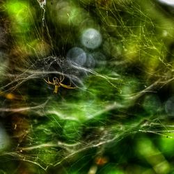 Close-up of spider web