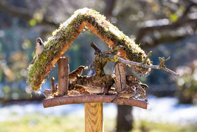 Close-up of grasshopper on wood