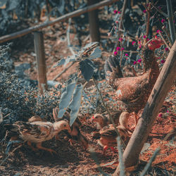 High angle view of dry plants on field
