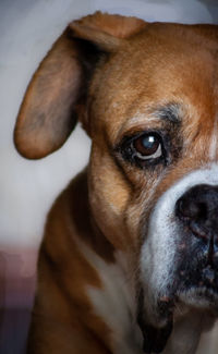 Close-up portrait of dog