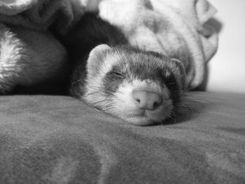 Close-up of dog relaxing on bed