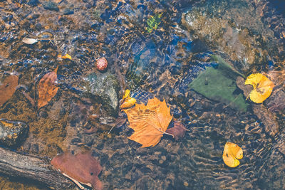 High angle view of starfish on leaf