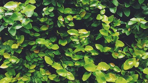 Full frame shot of fresh green leaves